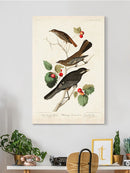 Little Tawny Thrush Wall Art -John James Audubon Designs