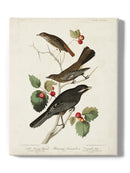 Little Tawny Thrush Wall Art -John James Audubon Designs