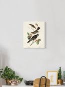 Little Tawny Thrush Wall Art -John James Audubon Designs