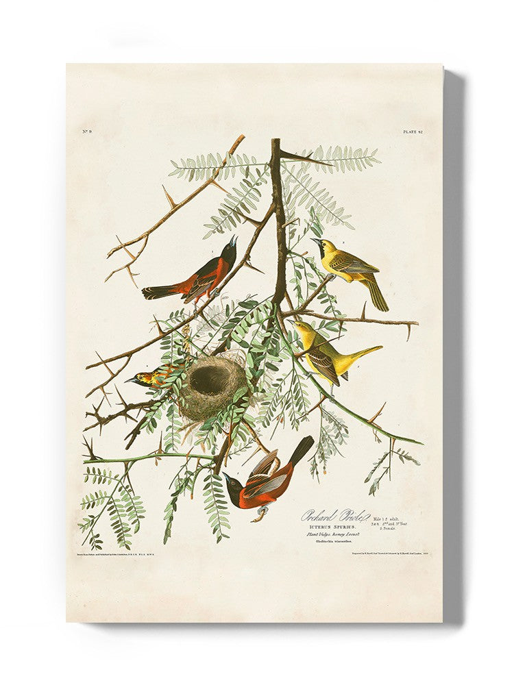 Orchard Oriole Wall Art -John James Audubon Designs