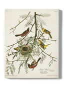 Orchard Oriole Wall Art -John James Audubon Designs