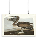 Brown Pelican Wall Art -John James Audubon Designs