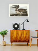 Brown Pelican Wall Art -John James Audubon Designs