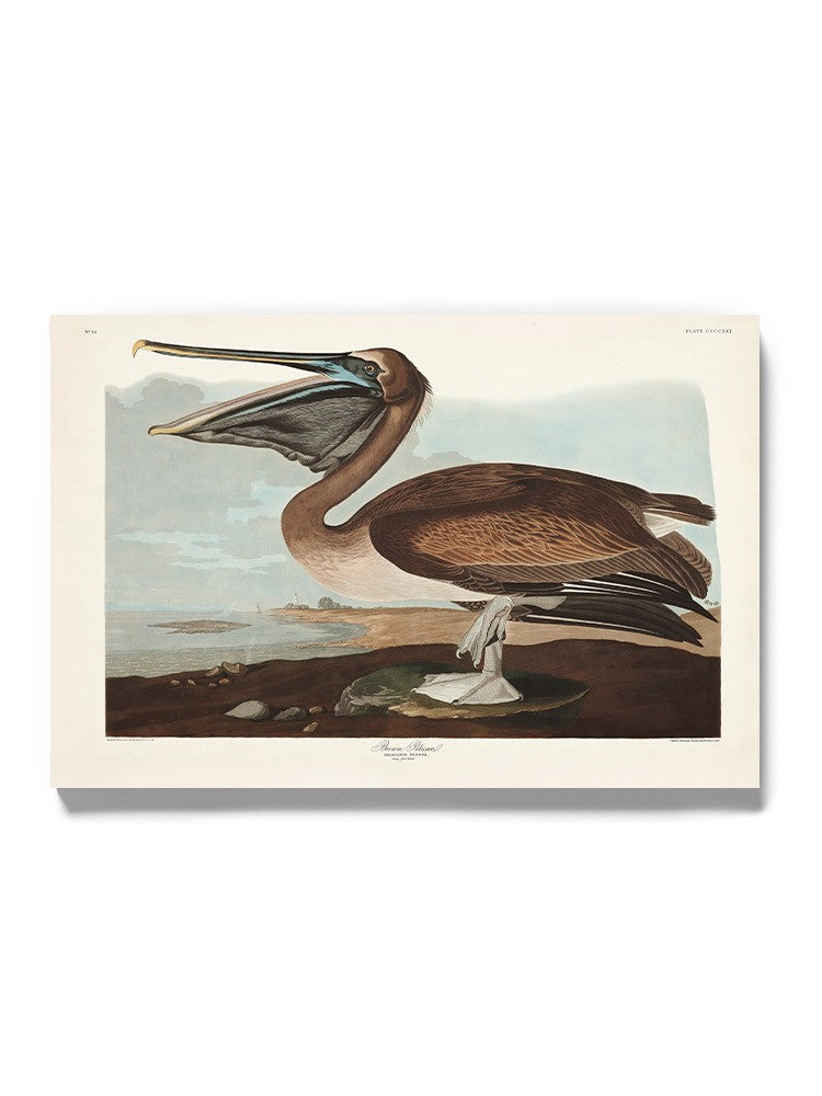 Brown Pelican Wall Art -John James Audubon Designs