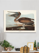 Brown Pelican Wall Art -John James Audubon Designs
