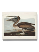 Brown Pelican Wall Art -John James Audubon Designs