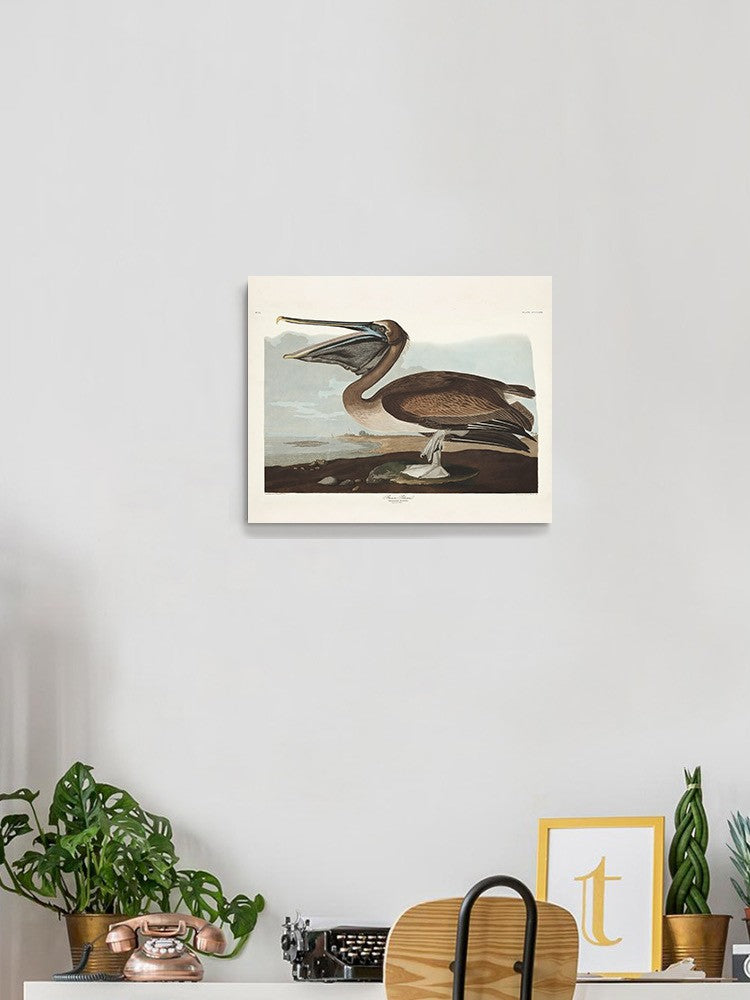 Brown Pelican Wall Art -John James Audubon Designs