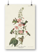 Columbian Hummingbird Wall Art -John James Audubon Designs