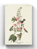 Columbian Hummingbird Wall Art -John James Audubon Designs