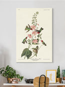 Columbian Hummingbird Wall Art -John James Audubon Designs