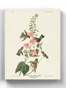 Columbian Hummingbird Wall Art -John James Audubon Designs