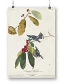 Cerulean Warbler Wall Art -John James Audubon Designs
