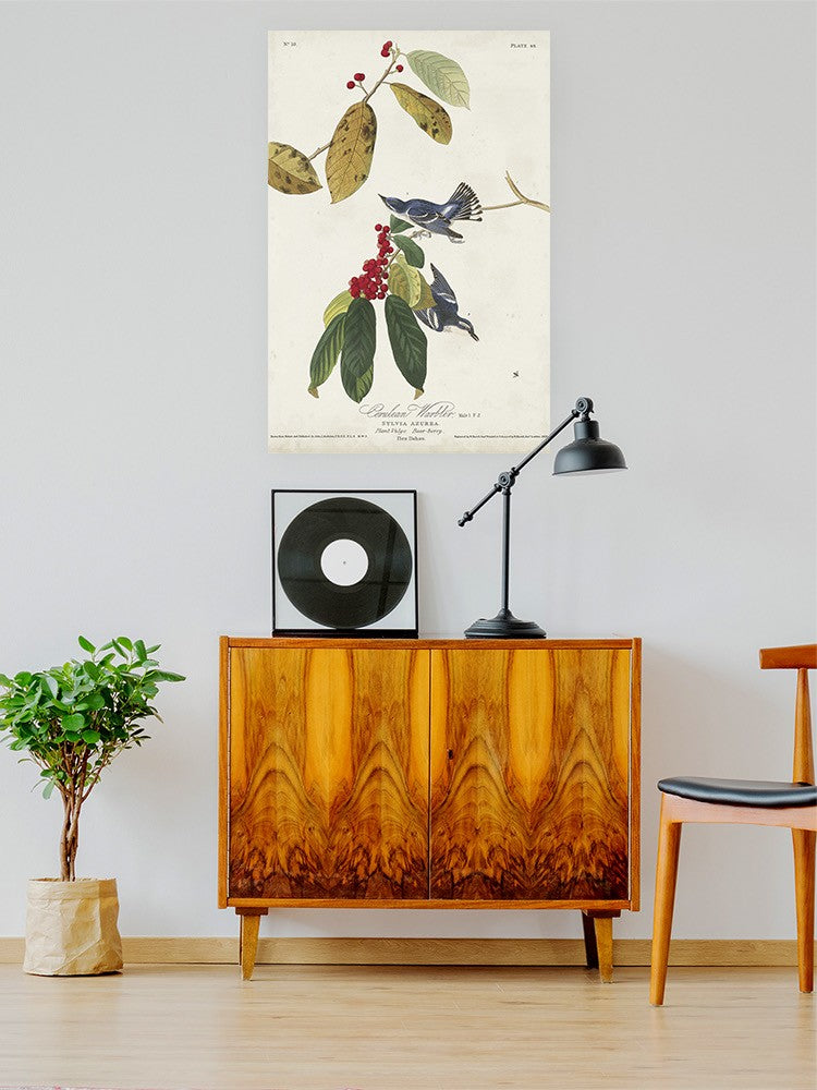 Cerulean Warbler Wall Art -John James Audubon Designs