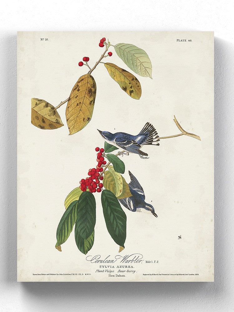 Cerulean Warbler Wall Art -John James Audubon Designs