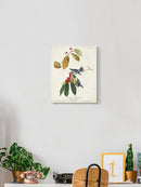 Cerulean Warbler Wall Art -John James Audubon Designs