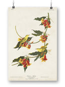 Rathbone Warbler Wall Art -John James Audubon Designs