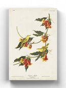 Rathbone Warbler Wall Art -John James Audubon Designs