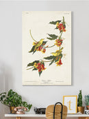 Rathbone Warbler Wall Art -John James Audubon Designs