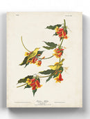 Rathbone Warbler Wall Art -John James Audubon Designs