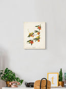 Rathbone Warbler Wall Art -John James Audubon Designs