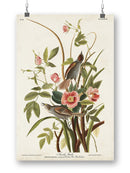 Seaside Finch Wall Art -John James Audubon Designs