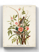 Seaside Finch Wall Art -John James Audubon Designs