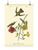Small Mango Hummingbird Wall Art -John James Audubon Designs