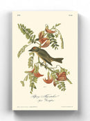 Pipiry Flycatcher Wall Art -John James Audubon Designs
