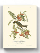 Pipiry Flycatcher Wall Art -John James Audubon Designs