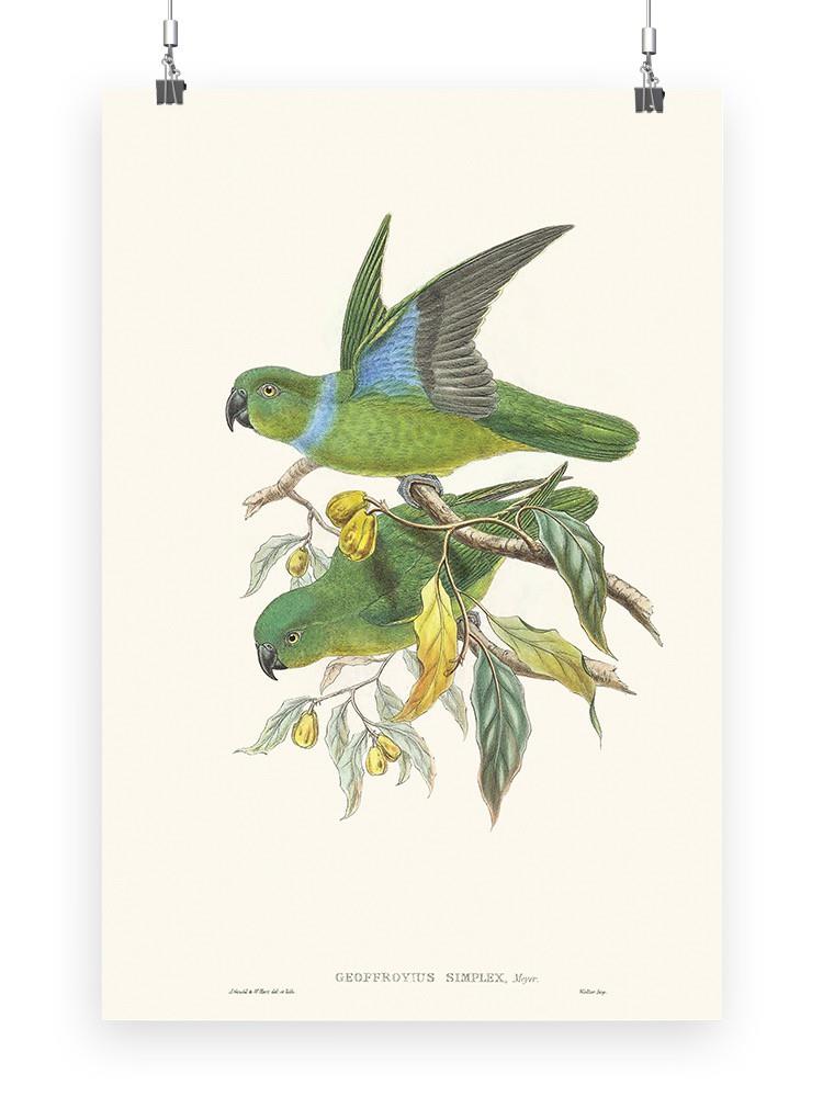 Lime & Cerulean Parrots Ii Wall Art -John Gould Designs
