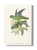 Lime & Cerulean Parrots Ii Wall Art -John Gould Designs