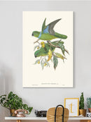 Lime & Cerulean Parrots Ii Wall Art -John Gould Designs