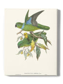 Lime & Cerulean Parrots Ii Wall Art -John Gould Designs