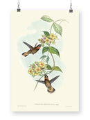 Hummingbird Delight Ii Wall Art -John Gould Designs
