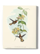 Hummingbird Delight Ii Wall Art -John Gould Designs