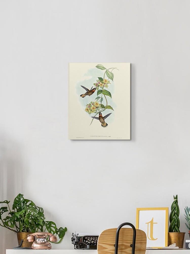 Hummingbird Delight Ii Wall Art -John Gould Designs