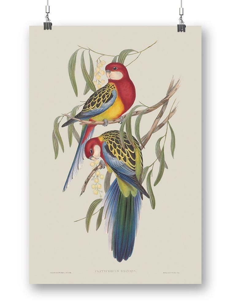 Tropical Parrots Iv Wall Art -John Gould Designs