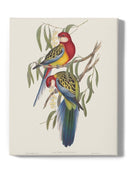 Tropical Parrots Iv Wall Art -John Gould Designs