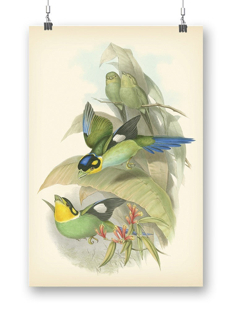 Gould Birds Of The Tropics Wall Art -John Gould Designs