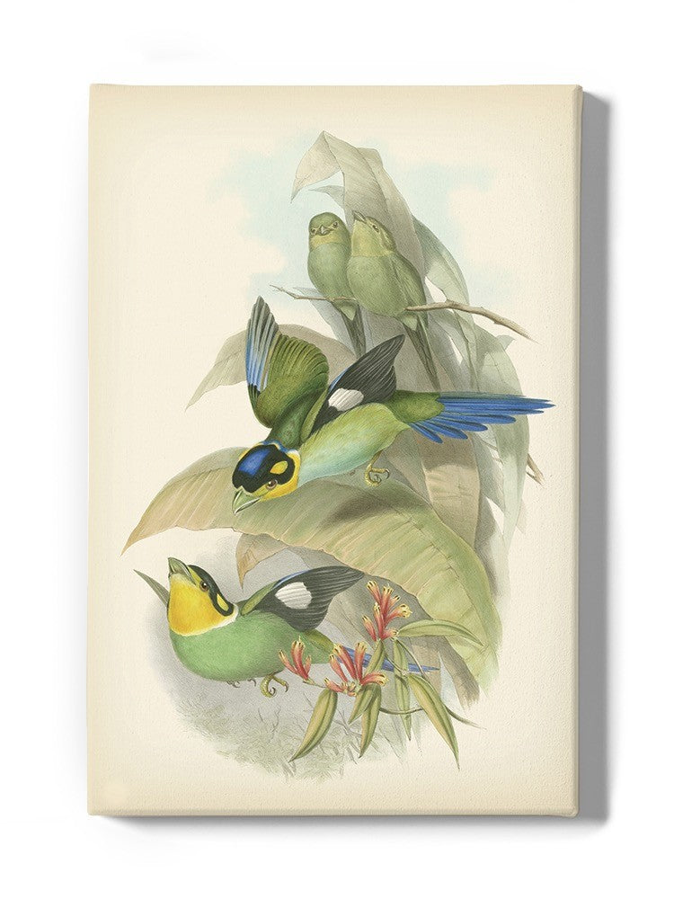 Gould Birds Of The Tropics Wall Art -John Gould Designs
