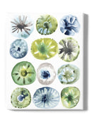 Sea Urchin Assortment I Wall Art -June Erica Vess Designs
