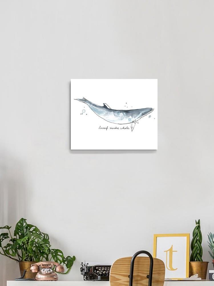 Cetacea Dwarf Minke. Whale Wall Art -June Erica Vess Designs