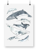 Cetacea. I Wall Art -June Erica Vess Designs