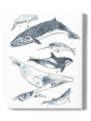 Cetacea. I Wall Art -June Erica Vess Designs