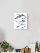 Cetacea. I Wall Art -June Erica Vess Designs
