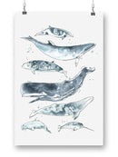 Cetacea Ii. Wall Art -June Erica Vess Designs