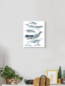 Cetacea Ii. Wall Art -June Erica Vess Designs