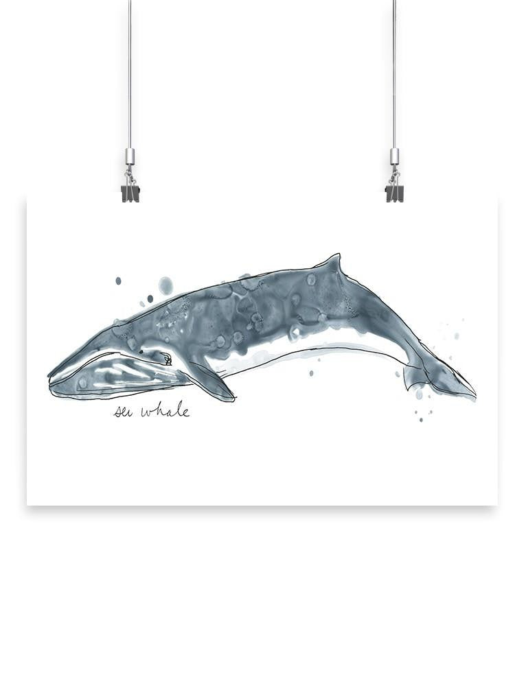 Cetacea Sei Whale. Wall Art -June Erica Vess Designs