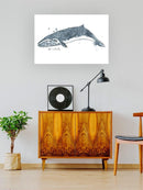 Cetacea Sei Whale. Wall Art -June Erica Vess Designs