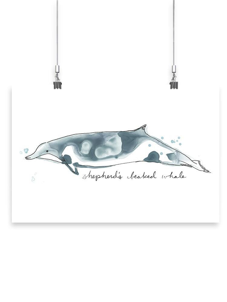 Cetacea Shepherd's Beak Whale. Wall Art -June Erica Vess Designs